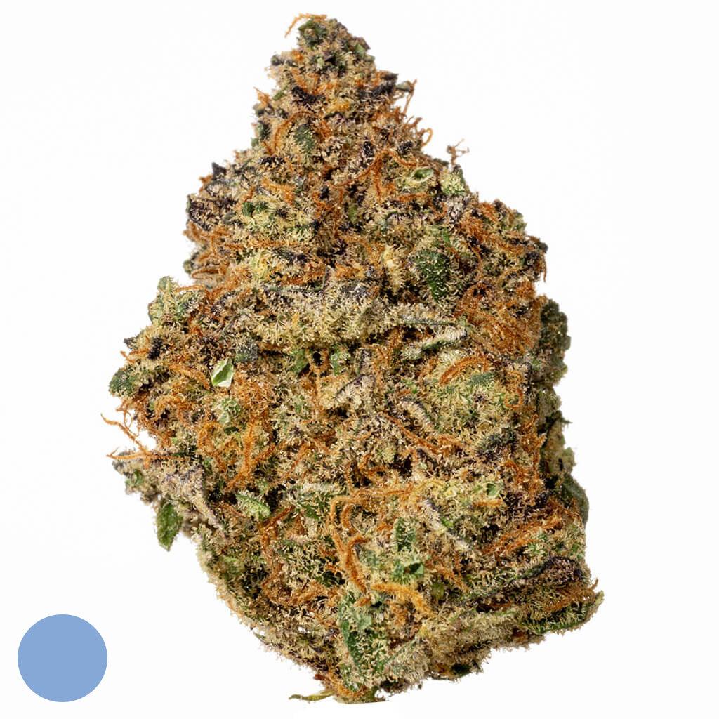 blueberry muffin - Hi Lab